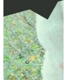 Honeys | その他アウター