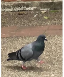 鴿🐦 | その他