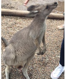 邪悪のwallaby | その他