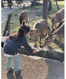 🦌🦌🦌 | その他