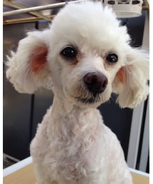 愛犬❤︎ルビィ | その他