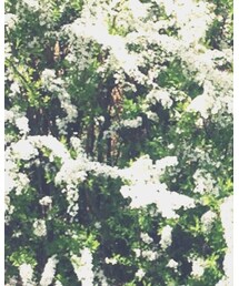 Bonpoint | シャツ/ブラウス