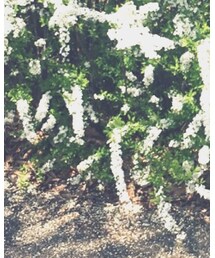 Bonpoint | その他パンツ