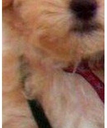 いぬ | トップス