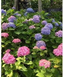 紫陽花 | その他