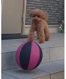 📷ボールがお好き🐩❤︎ | ペットウェア