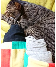 KRIFF MAYER | レギンス/スパッツ