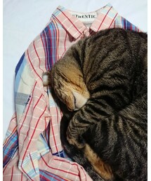 cubesugar | シャツ/ブラウス