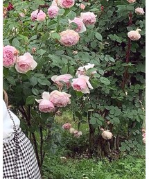 myrtille. | シャツ/ブラウス