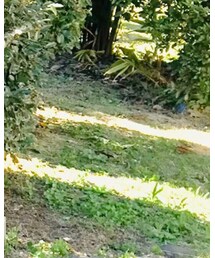 WOOLRICH | シャツ/ブラウス