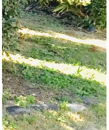 フランス軍 | Tシャツ/カットソー