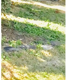 Woolrich Woolen Mills | カーゴパンツ