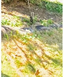 adidas | スニーカー