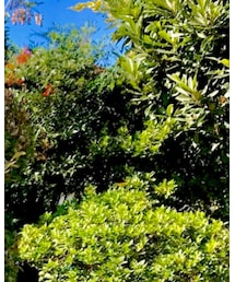 WOOLRICH | マウンテンパーカー