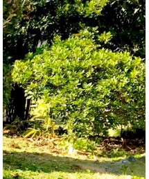 WOOLRICH | カーゴパンツ