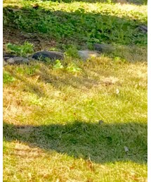 カインズホーム | その他