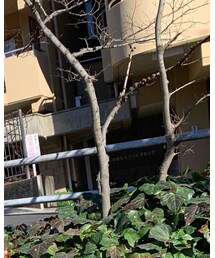 SHAREEF | スウェット