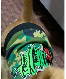 DIESEL | ペットウェア