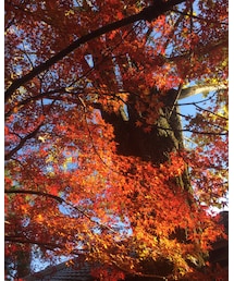 紅葉🍁 | その他