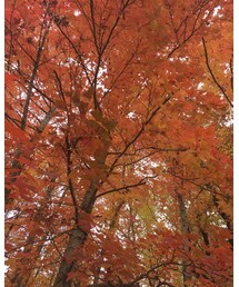 紅葉🍁 | その他