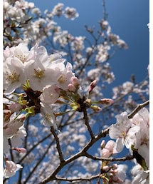 つまずいて転んでも桜は綺麗だよ🌸 | その他