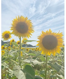 🌻 | その他