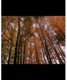 🍁 | その他