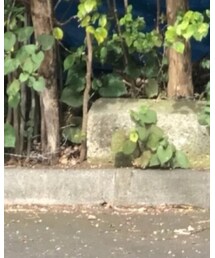 ランクイン🌟 | シャツワンピース