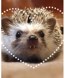 WEGO | ネックレス