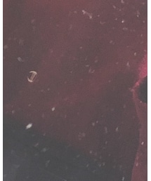 Champion | スウェット