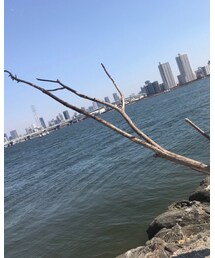 流木 | スマホグッズ