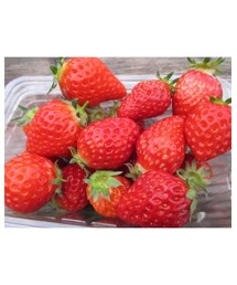 いちご狩り🍓🍓🍓 | その他