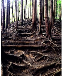 金剛山 | その他