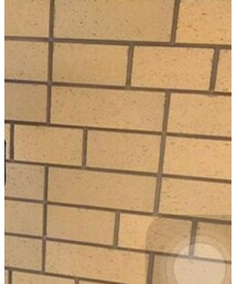 STUSSY | Tシャツ/カットソー