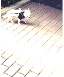 AIR JORDAN | スニーカー