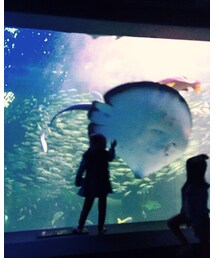 水族館🐠 | その他