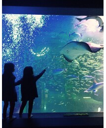 水族館🐠🐠 | その他
