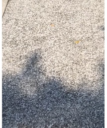 BENSIMON | スニーカー