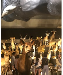 🦌いすぎ | その他