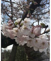 🌸🌸🌸 | その他