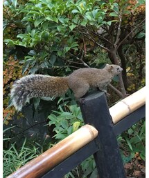 🐿 | その他