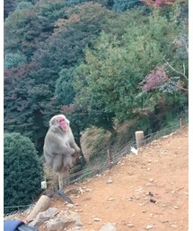 お猿さん | その他