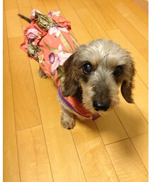 HAWAII🐶 | ペットウェア