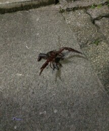 ザリガニ | 家の前にて(その他)