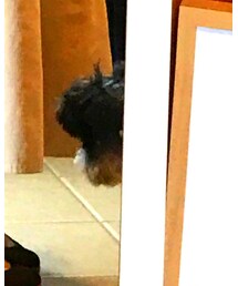 My lovely dog | その他