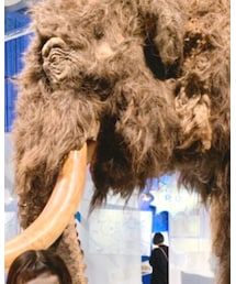 マンモス展 | その他