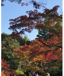 紅葉🍁 | その他