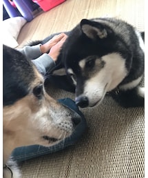 柴犬 | その他