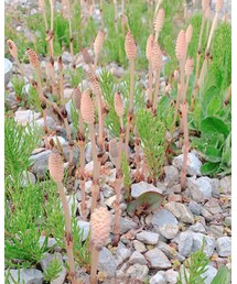 春 | ここは庭だよチミたち。。(福袋/福箱)