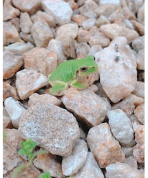 🐸 | 昨日見つけた🐸ちょっとシワあった。水辺に行った方がいいよ💦(フィギュア)